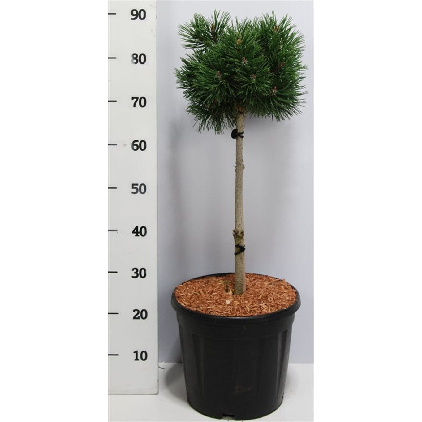 Bergtall – Pinus mugo 'Mops' - 40 CM Stem C12